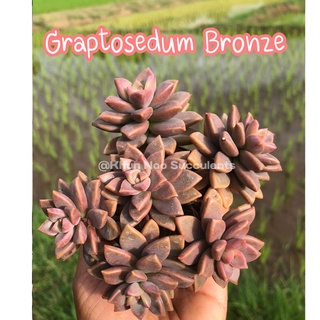 Graptosedum Bronze กระถาง 2-2.5"