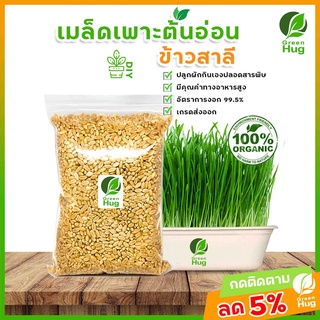 เมล็ดข้าวสาลี Organic (Wheat Seeds - Organic 300 g. / 500 g. / 1000 g. ) GREENHUG เมล็ดต้นอ่อน