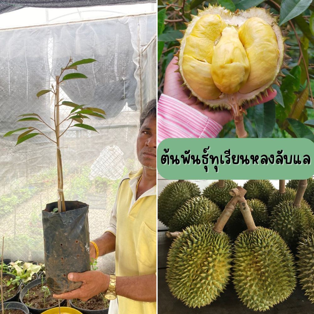 ต้นทุเรียนพันธุ์หลงลับแลต้นใหญ่ (1ต้น) ส่งตรงจากแหล่งกำเนิด จ.อุตรดิตถ์ #รับประกันแท้ 100% เสียบยอด 70-90 cm