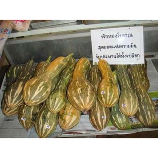 เมล็ดฟักทองพันธุ์ข้องปลา