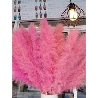 ดอกเลาย้อม สีชมพู พลาสเทล (เกรดส่งนอก) (จำนวน 1 ก้าน) ขนาด 90cm. เป็นดอกไม้ธรรมชาติ ดอกฟุ้งฟิ้ง ใช้ประดับห้อง  DIY