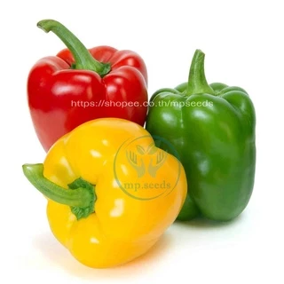 เมล็ดพริกหวาน คละสี/ส้ม/ม่วง/เหลือง/แดง 50-140 เมล็ด Bell Pepper Color เมล็ดนำเข้า สายพันธุ์ OP