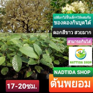 ต้นพยอม NADTIDA SHOP พยอม พะยอม ไม้เศรษฐกิจ ไม้มงคล ไม้ประดับ