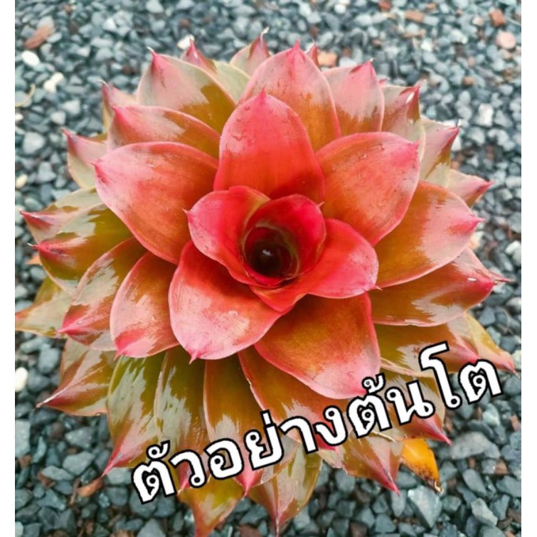 สับปะรดสี/Neo.Medusa/ ไม้ฟอร์มขนาดกลางชั้นเรียงกันสวยสีแดง ส่งแบบถอดราก