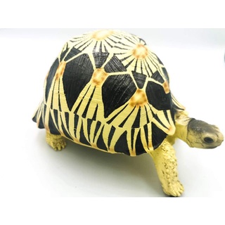 Radiated tortoise เต่าราเดียตา กว้าง 18ซม ยาว 12ซม สูง 12ซม