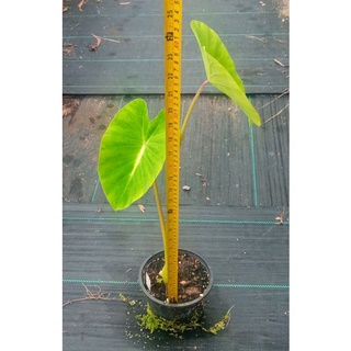 ต้นโคโลคาเซียแนนซี่ Colocasia nancy  สูง30-35cm.ในกระถาง6นิ้ว