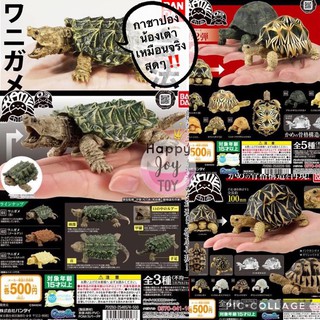 กาชาปองเต่า น้องเต่า Gashapon KAME Tortoise รุ่น 1 รุ่น2 และ รุ่น3 ของแท้ Bandai