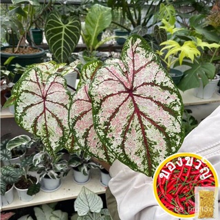 50ชิ้นเมล็ด Begonia Hosta Plantaginea เมล็ดหอยทาก Begonia พืชเอเวอร์กรีน Ful เผือกใบมีความสวยงามในและเมล็ด seeds TRAX
