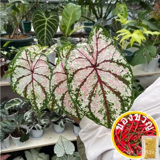 50ชิ้นเมล็ด Begonia Hosta Plantaginea เมล็ดหอยทาก Begonia พืชเอเวอร์กรีน Ful เผือกใบมีความสวยงามในและเมล็ด seeds TRAX