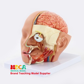 Human Anatomy Model ทางการแพทย์4ชิ้นส่วนหัวกายวิภาคศาสตร์กะโหลกศีรษะสมองซีรีเบลลัมลูกตาช่องปากแบบจำลองโพรงจมูกการสอนทางก