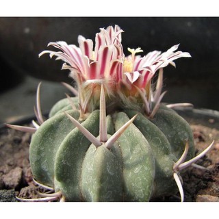 Stenocactus coptonogonus 30เมล็ด.-149