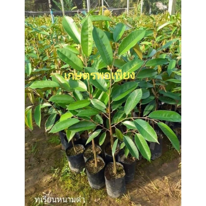 🌲ต้นทุเรียนพันธุ์,หนามดํา,โอวฉี่,Blackthorn สายพันธุ์แท้🌱พันธุ์ยอดนิยมของมาเลเซีย👍 ตลาดต้องการสูงราคาดีตลอดจ้า📣