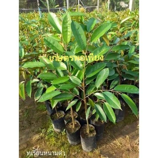 🌲ต้นทุเรียน​พันธุ์,หนาม​ดํา,โอวฉี่,Blackthorn​ สายพันธุ์​แท้​🌱พันธุ์​ยอดนิยมของมาเลเซีย👍​ ตลาดต้องการสูงราคาดีตลอดจ้า📣