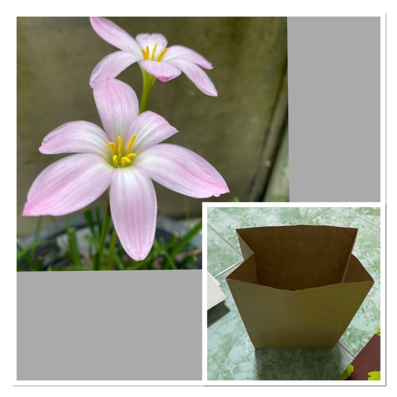 68ฐ.หัวดอกบัวดิน Namping น้ำปิง หัวละ 10 บาท