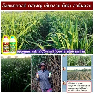 🆓ส่งฟรีไม่ใช้โค๊ด บูม99 ปุ๋ยน้ำสำหรับพืชทุกชนิด ผลผลิตเพิ่มพูล ไม่ได้ผลยินดีคืนเงิน