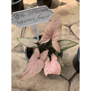 ต้นเงินไหลมาชมพู  ( PINK SYNGONIUM) ฟอมกอสวยมาก ต้นใหญ่ ส่งพร้อมกระถาง 6 นิ้ว