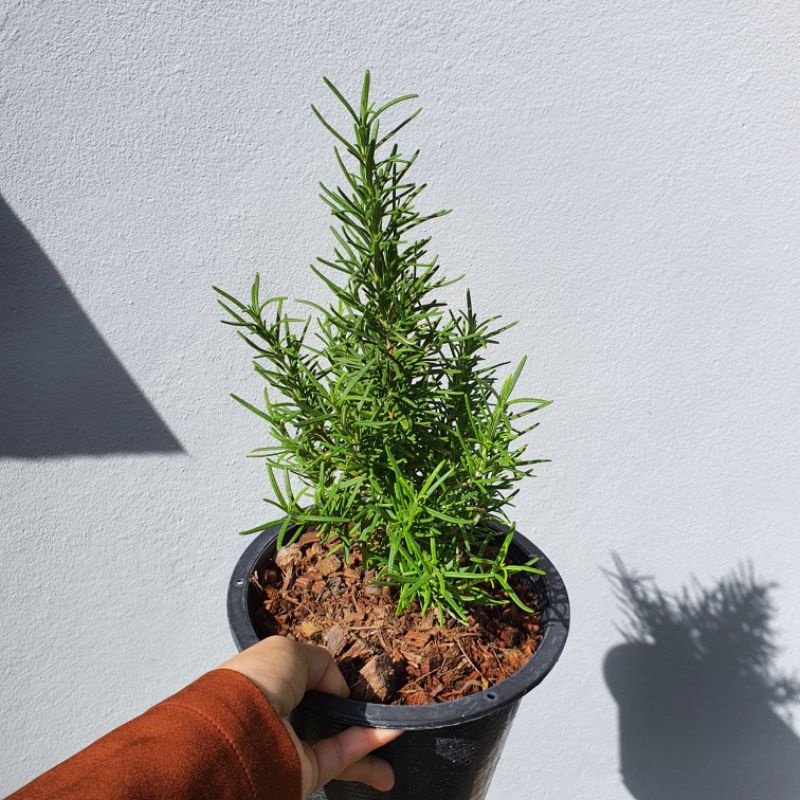 มุมมอง 3