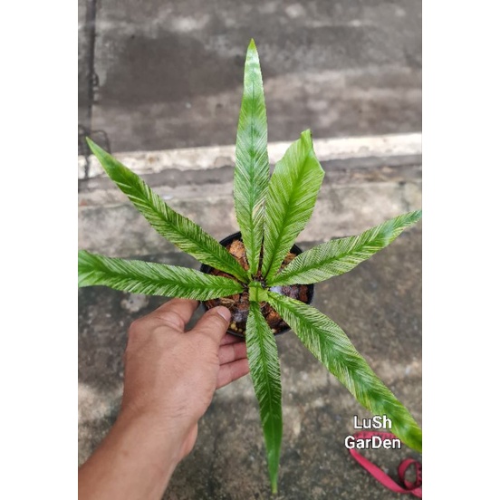 เฟิร์นข้าหลวง ใบด่าง <<ไม้ Rare Item >> ที่น่าสะสม 🥰🥰