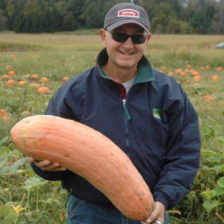 เมล็ด ฟักทองกล้วยสีชมพู - Pink Banana Squash