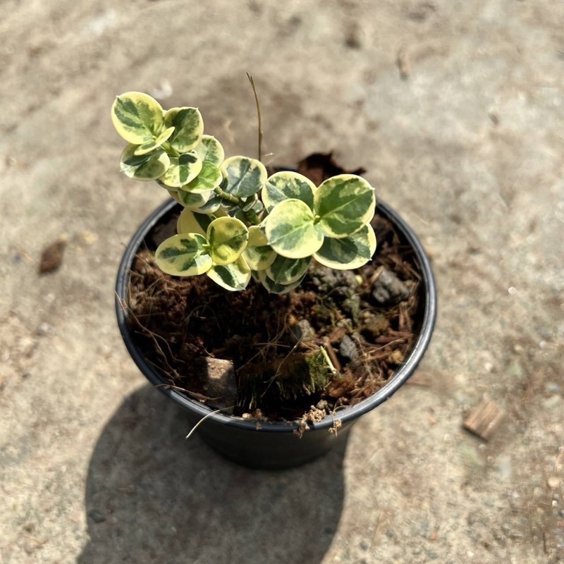 มุมมอง 2