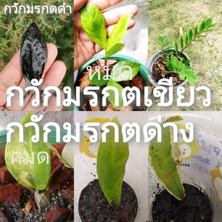 🌱ต้นกวักมรกตด่าง, กวักมรกตเขียว,กวักมรกตดำ​ ต้นไม้มงคล เรียกทรัพย์ ไม้มงคล ส่งทั้งกระถาง