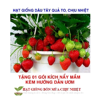 Gói 50 Hạt giống Dâu tây Đỏ QUẢ SIÊU TO và NĂNG SUẤT QUẢ SIÊU TO và CHỊU NHIỆT F1 Chính Hãng