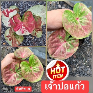 เจ้าปอแก้ว บอนสีแรร์ๆไอเท็ม ไซร์ตั้งแม่กัดสีสวยๆ (จัดส่งทั้งกระถาง)☘️💥