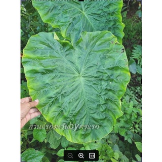 Colocasia  Green heart giant จัดส่งแบบล้างรากตัดใบ จัดส่งตามภาพที่4นะคะ