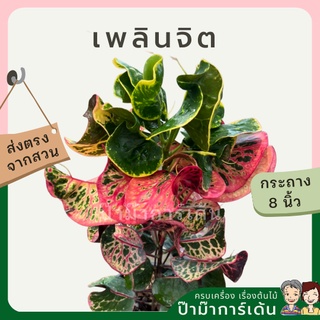 โกสน เพลินจิตส่งพร้อมกระถาง 8 นิ้ว