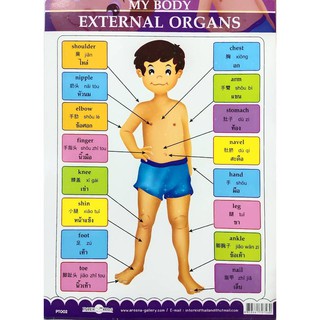 สื่อความรู้ MY BODY EXTERNAL ORGANS #PT002 ภาพโปสเตอร์ 3 ภาษา ไทย อังกฤษ จีน(ขนาดเล็ก)