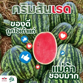 EWCOM เมล็ดพันธุ์ แตงโม คริมสันเรด Exp. 7/70 40กรัม (ประมาณ 800-900เมล็ด) ตราศรแดง WATERMELON
