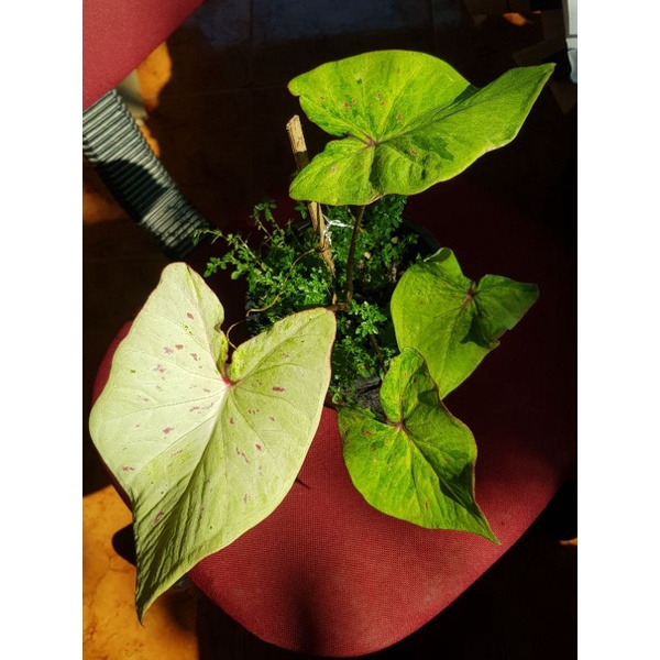บอนสีเพชรจรัสแสง กัดสีด่างสวย