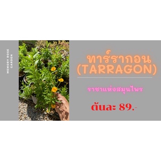 ทาร์รากอน tarragon สมุนไพรฝรั่ง