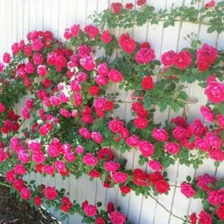 เมล็ดพันธุ์กุหลาบ สายพันธุ์อังกฤษ ไม้เลื้อย สีชมพูบานเย็น Climbing Rose Seeds ดอกใหญ่ นำเข้าจากต่างประเทศ 30 เมล็ด