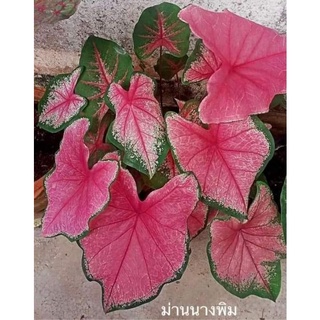 ม่านนางพิมพ์/#บอนสีม่านนางพิมพ์/#บอนสีไทย#ไก่ชวนประคอง#บอนสีหายาก
