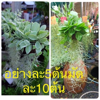 เดฟด่างเคราฤาษีลูกตีนเป็ดมัดละ10ต้น(อย่างละ5ต้น)🍀🌿🌺