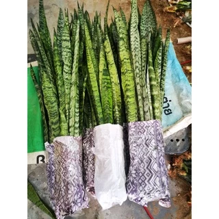 ลิ้นมังกรไม้ฟอกอากาศ🌵🌵🌵(ขั้นต่ำ3ต้น)