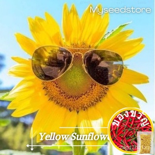 【Ready Stock】5 Seeds Benih Bunga Matahari Kuning/Yellow Sunflower/SUNFLOWER PLANT SEEDSขึ้นฉ่าย/บ้านและสวน/มักกะโรนี/บุร