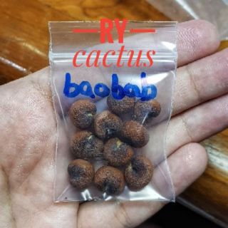 เมล็ด เบาบับ Baobab Digitata 15 เมล็ด 49 บาท มีแถม เมล็ดเก็บใหม่ 6/65