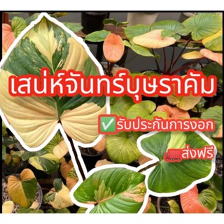 🔥HOT🔥ข้อตาเสน่ห์จันทร์บุษราคัมด่าง‼️ส่งฟรี‼️รับประกันสินค้า แถมฟรีปุ๋ยเร่งโต