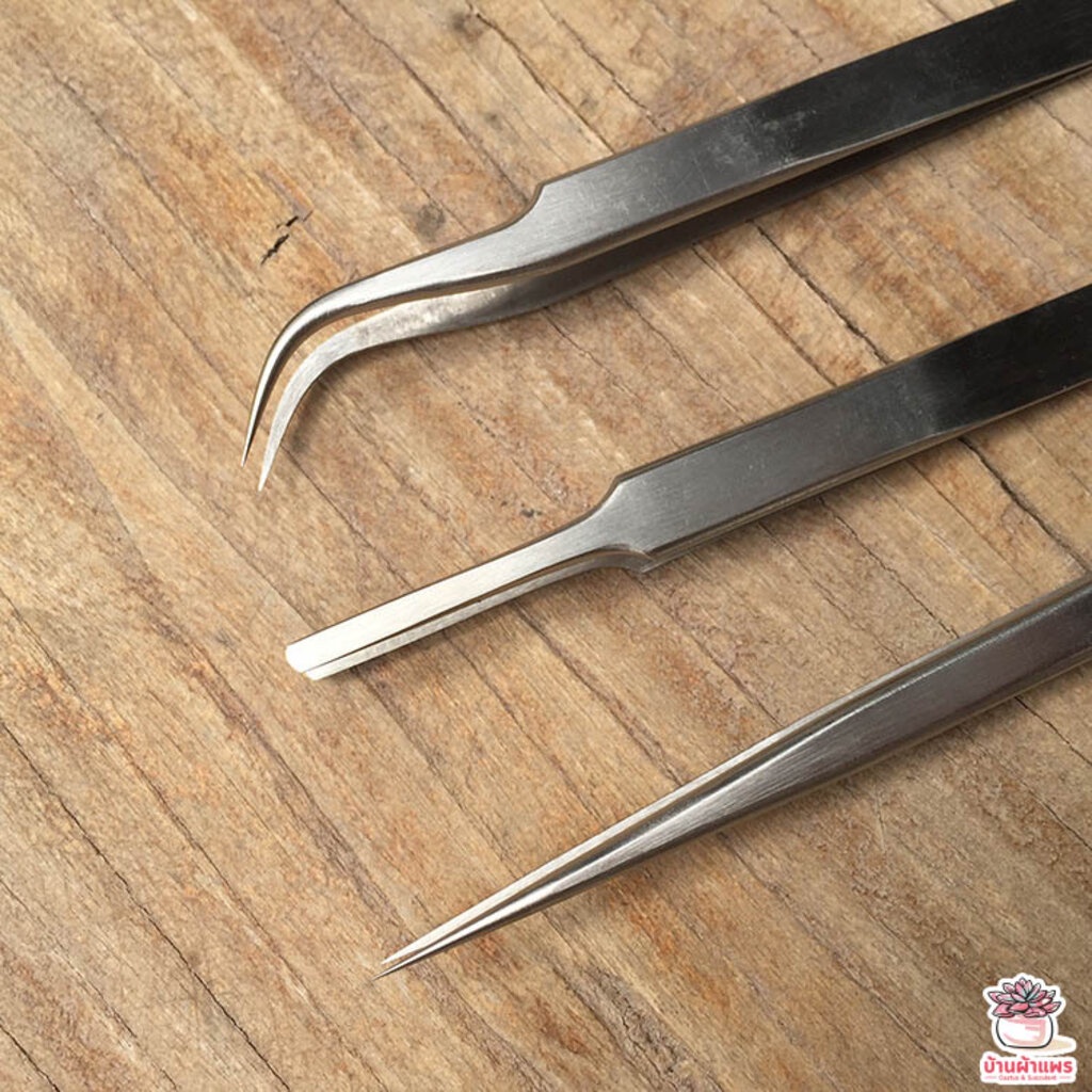 ฟอเซปญี่ปุ่น Forcep ฟอเซป ปากคีบ อุปกรณ์ช่วยปลูกต้นไม้ แคคตัส กระบองเพชร cactus&succulent - รูปที่ 5