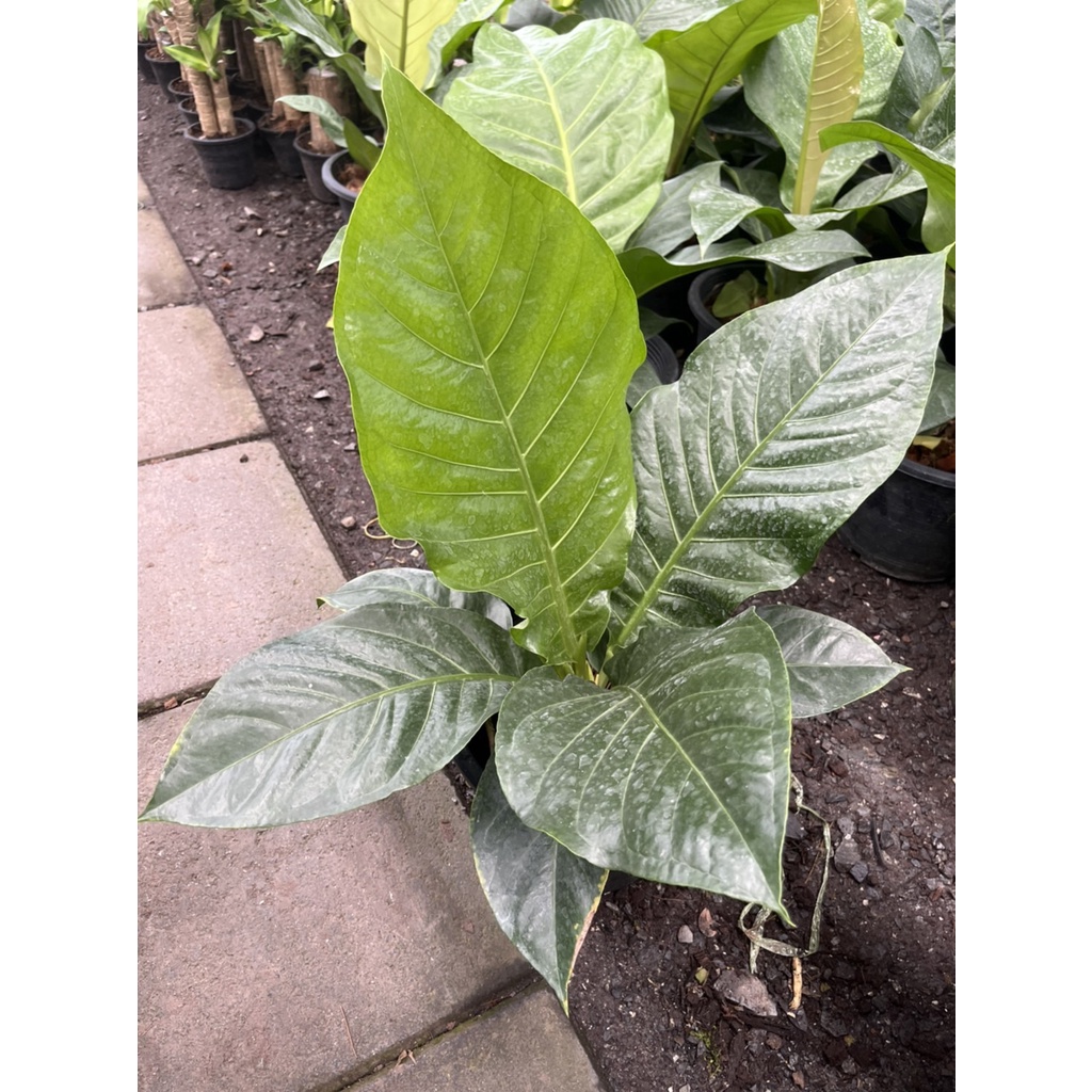 มุมมอง 2