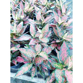 (Aglaonema)ทรัพย์ทวีคูณไม้สะสม‼️‼️ราคาถูก