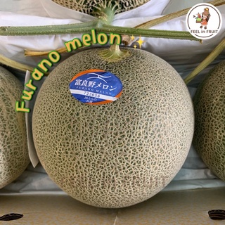 ✨🍈เมล่อนเนื้อส้มญี่ปุ่น Furano melon (1 ลูก) กลิ่นหอม หวานพอดีตามสไตล์ญี่ปุ่น👨🏻‍🌾