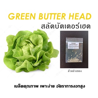 เมล็ดบัตเตอร์เฮด (Green Butterhead) 10 บาท 100เมล็ด เพาะง่าย โตไว อัตราการงอกสูง เมล็กผัก สลัด