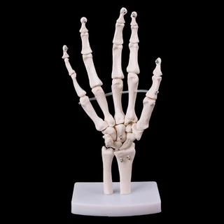 *❤❤Hand Joint Anatomical Skeleton Model Medical Anatomy Study Tool Life Size