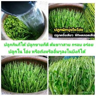 （มีของแจก）เมล็ดผักบุ้งแก้ว บรรจุชุดละ500เมล็ดมีคู่มือวิธีปลูกผักบุ้งในโอ่งแถมให้     โปรซื้อ 3 แถม 1 CC7F