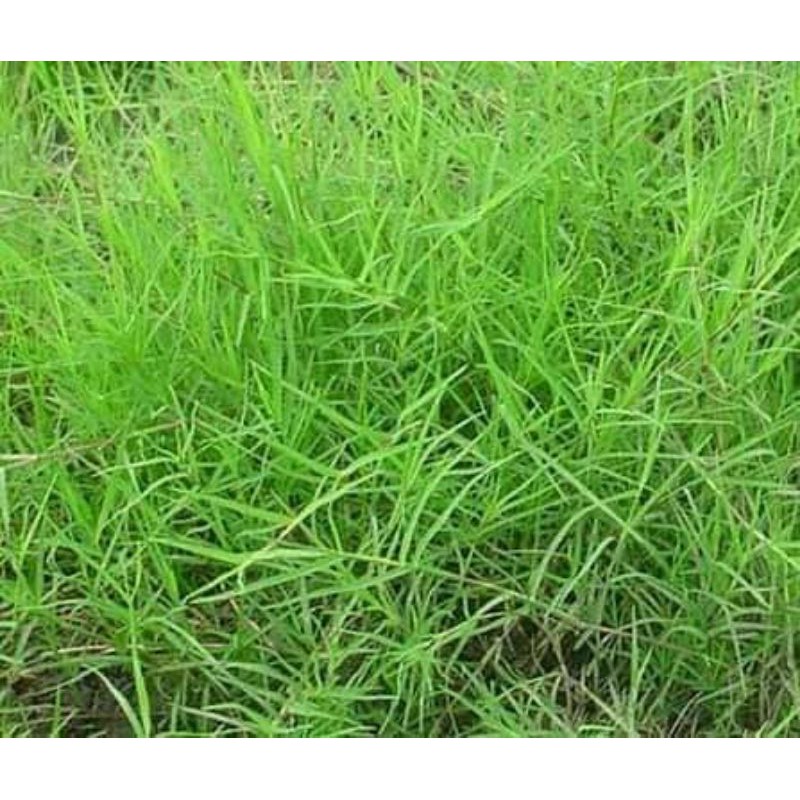 เมล็ดพันธุ์หญ้าแพรก450เมล็ด