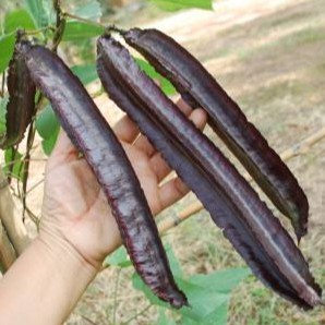 ถั่วพูยักษ์ 🌱สีม่วงงง🎯ถูกที่สุด 19 บ.🎯เมล็ดพันธุ์ถั่วพูยักษ์ 5 เมล็ด🍁งอกง่าย ☘️โตไว☘️ฝักใหญ่ยักษ์🌱ทานอร่อย