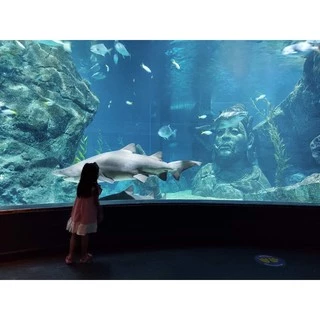 SEA LIFE Bangkok Ocean World บัตรซีไลฟ์แบงคอก บัตรจริง พร้อมส่ง ใช้ได้ถึง 30/09/2026